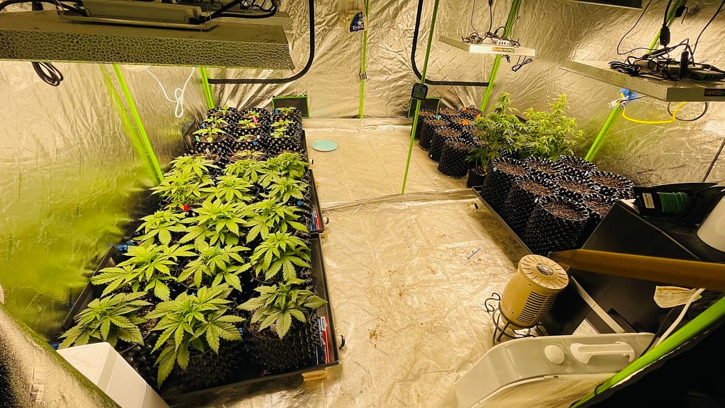 How to automate your cannabis grow tent?