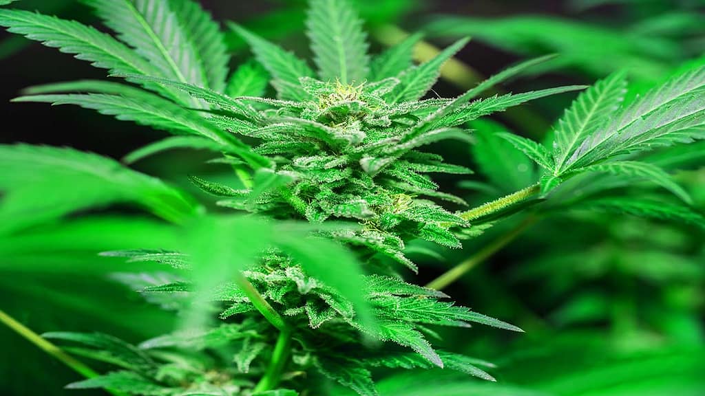 Preventing Cannabis Light Pollution