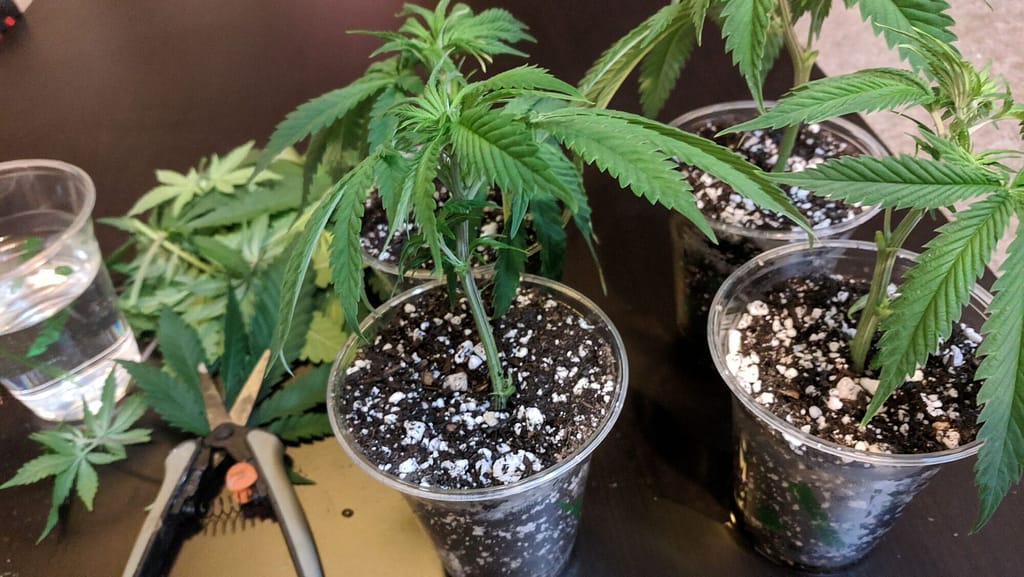 can you clone autoflower cannabis plants in canada