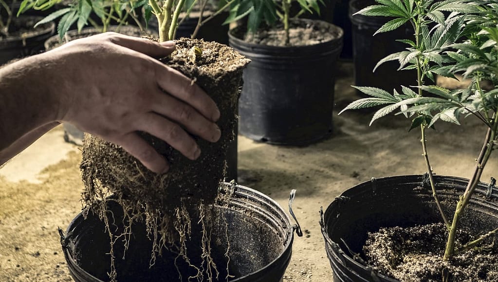 Types of Cannabis Containers