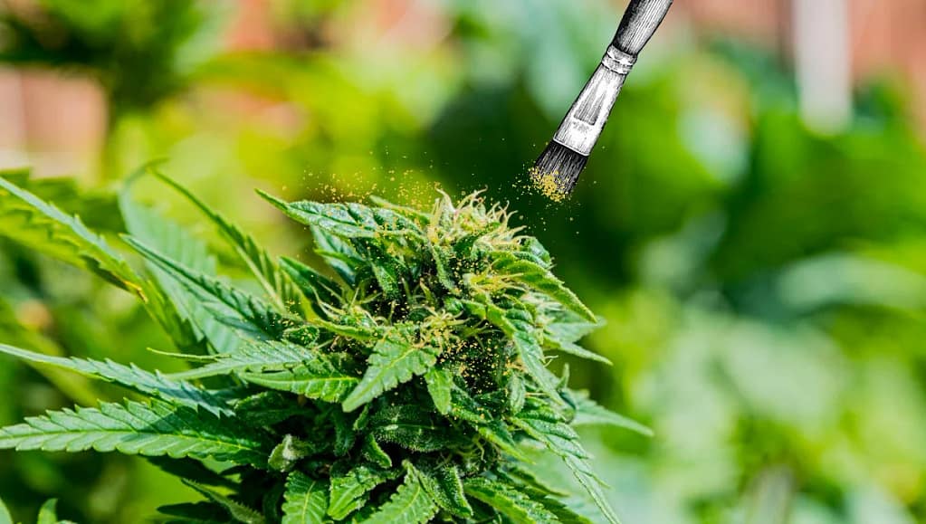 Pollination of cannabis