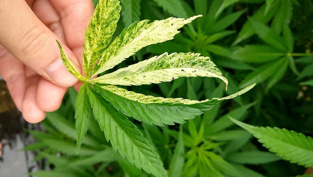 Common Cannabis Plant Viruses