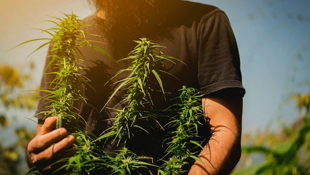 Edmonton Cannabis Seeds