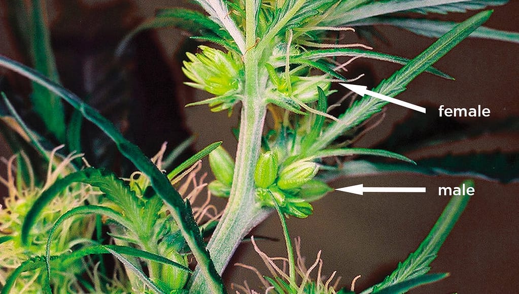Hermaphrodite Cannabis Plant