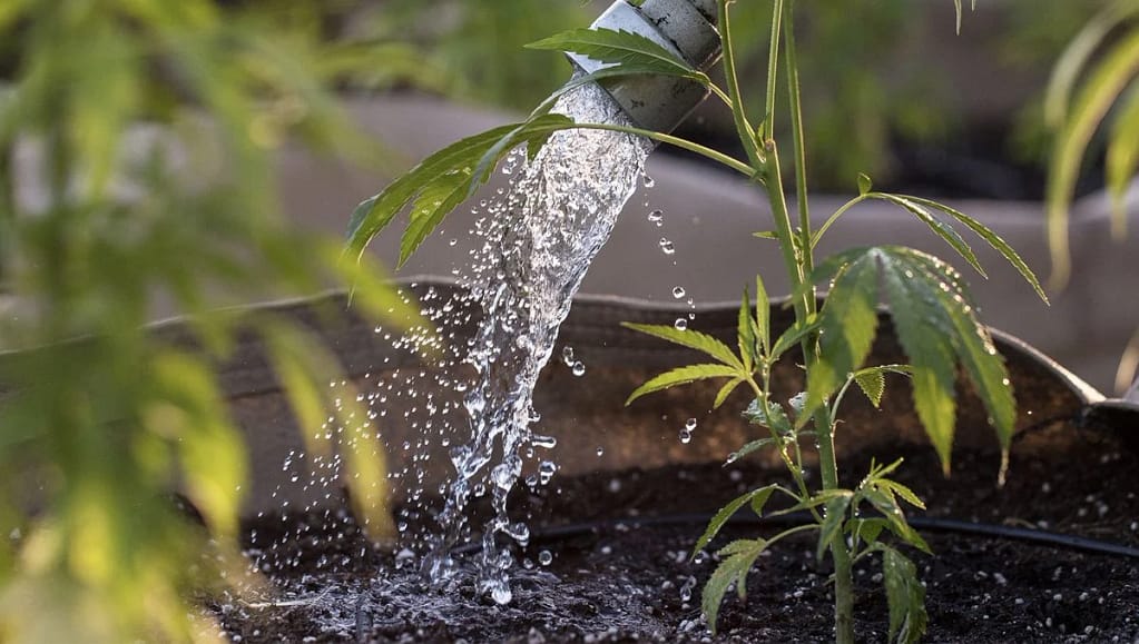 Cannabis Plant in Vegetative Phase