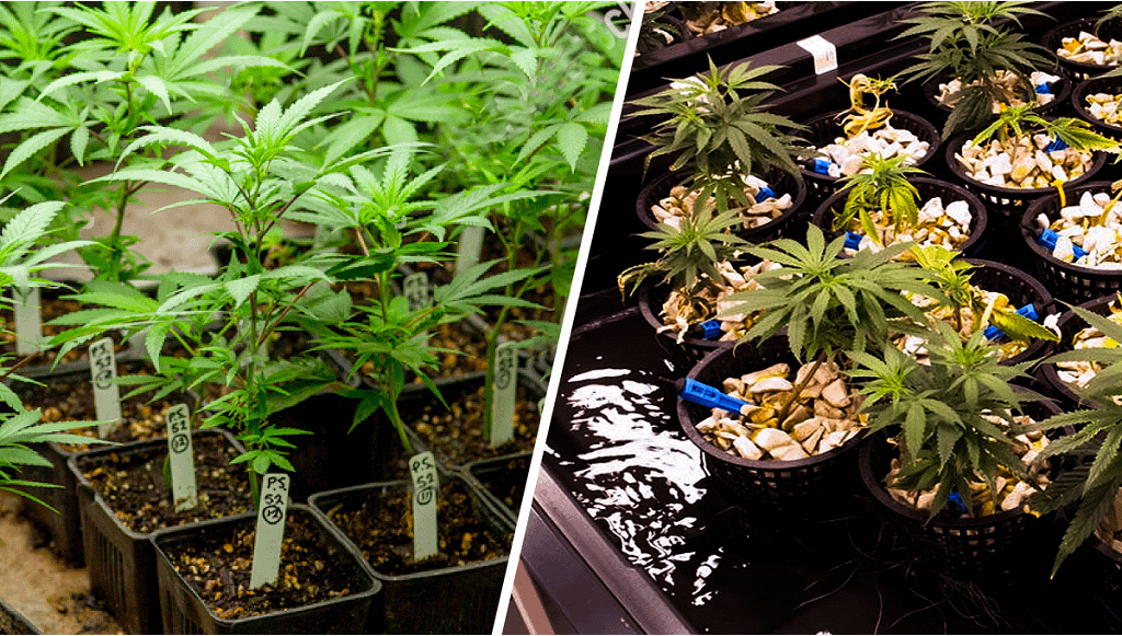 Hydroponic System is best for Cannabis