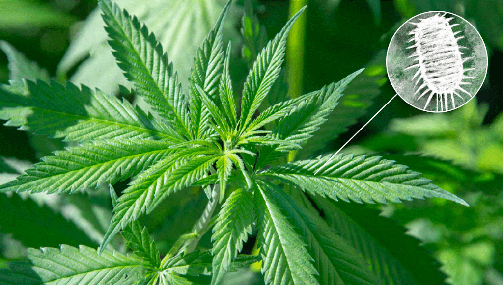 Mealy Bugs On Cannabis