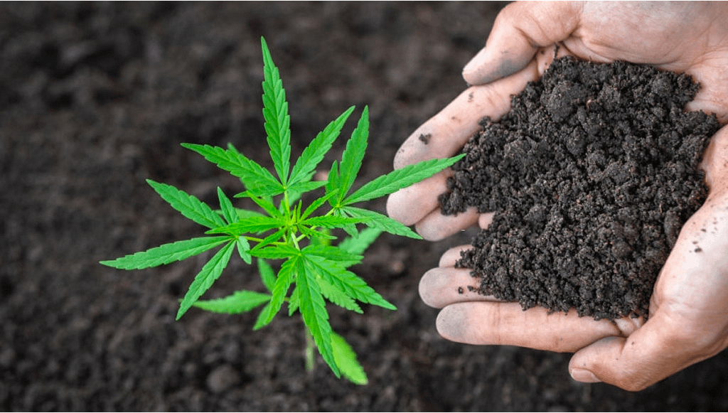 Nutrients and Fertilizers for Cannabis