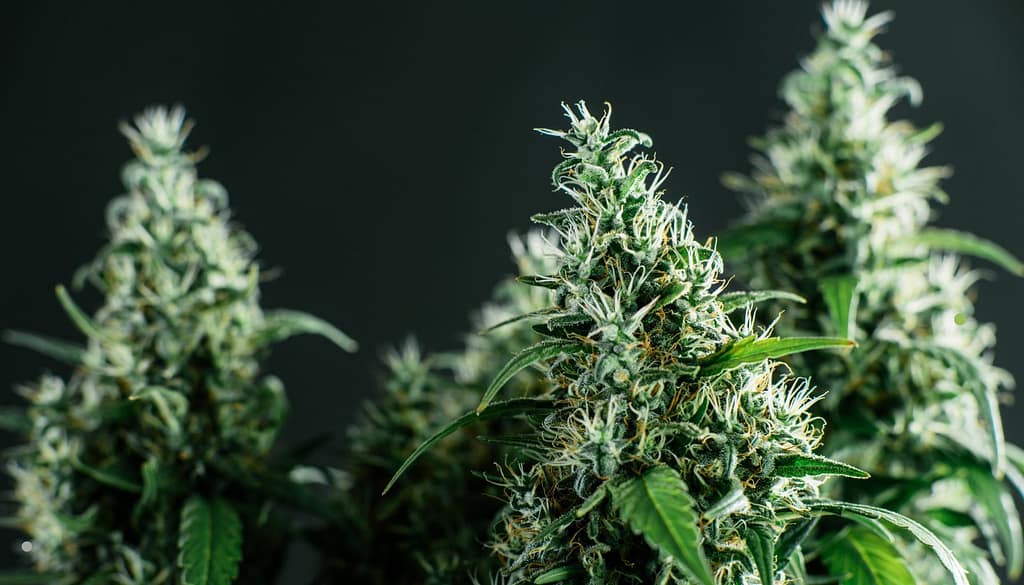 Regular Cannabis