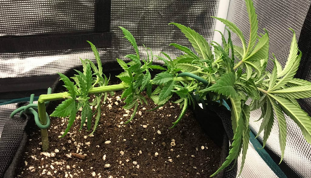 Supercropping in Cannabis Training
