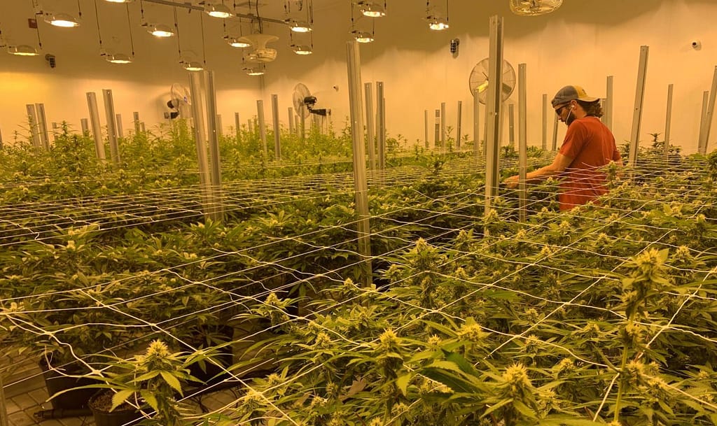 Proper Lighting for cannabis