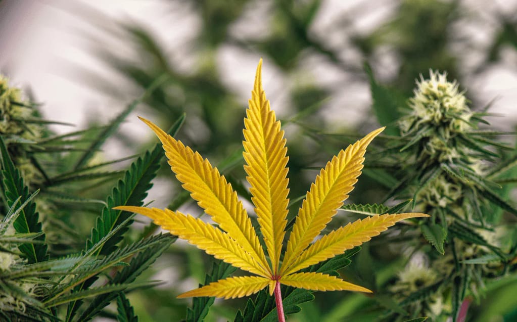Nitrogen deficiency in Cannabis