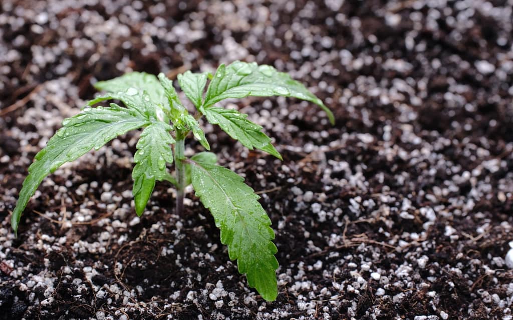Soil for Autoflowering Cannabis