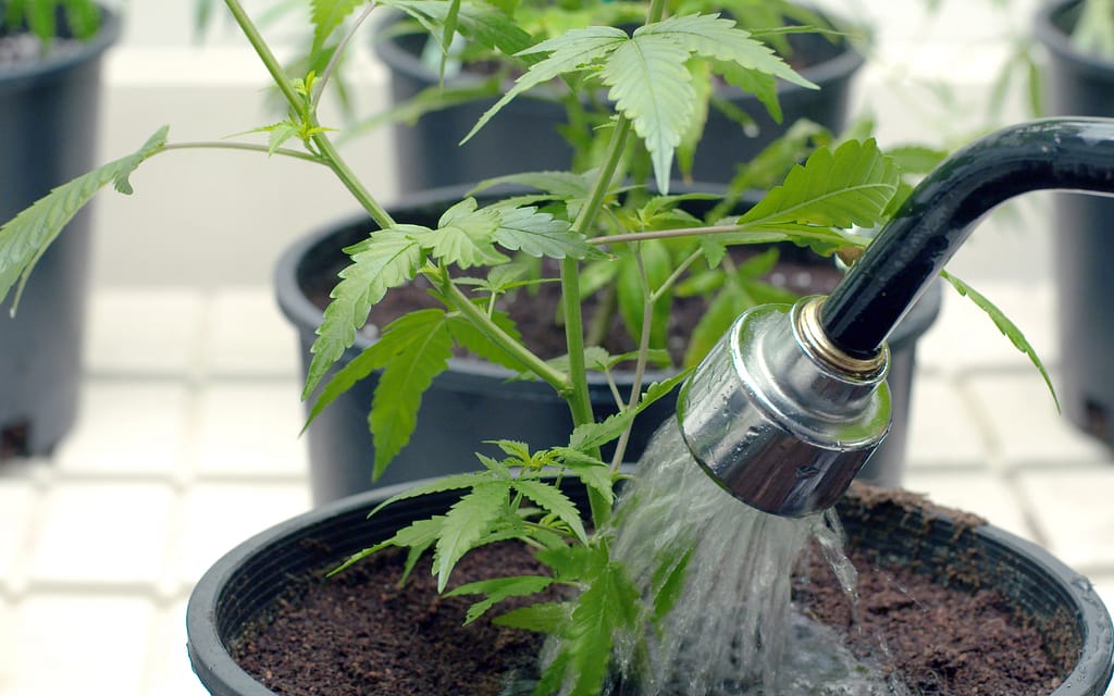 How To Water Cannabis Plants