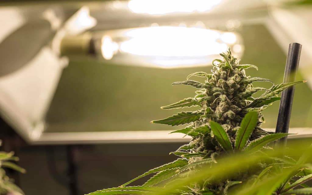Indoor Cannabis grow space
