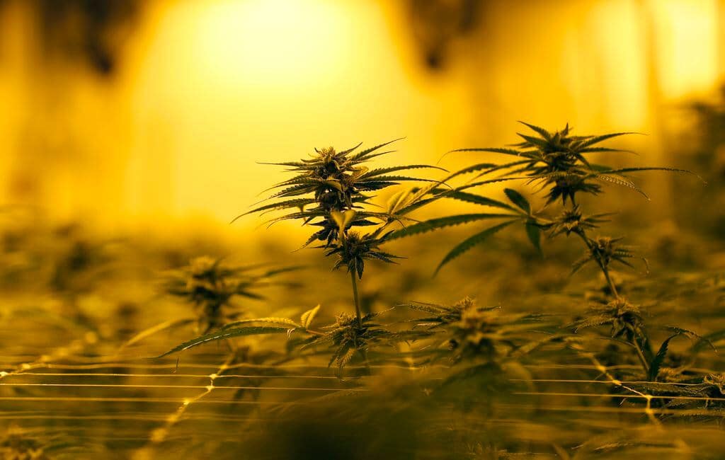Lights for Cannabis Cultivation