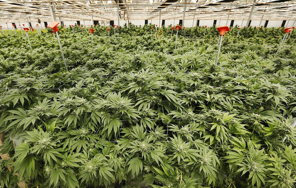 Industrial Cannabis Growing