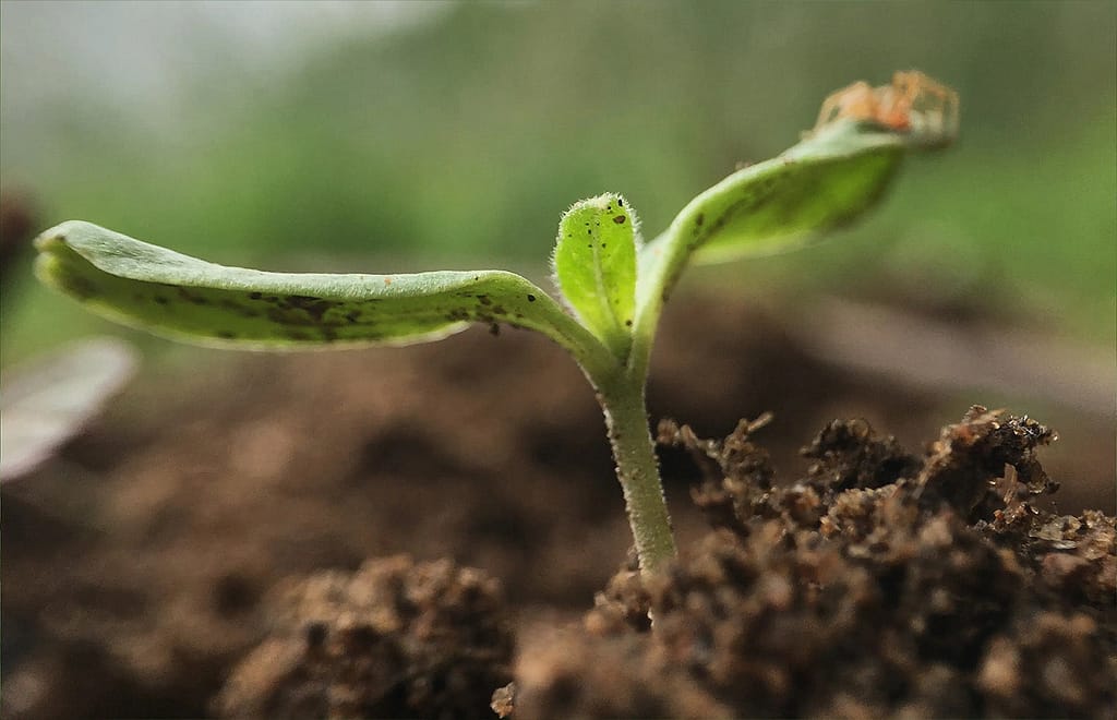 Cannabis Seedlings