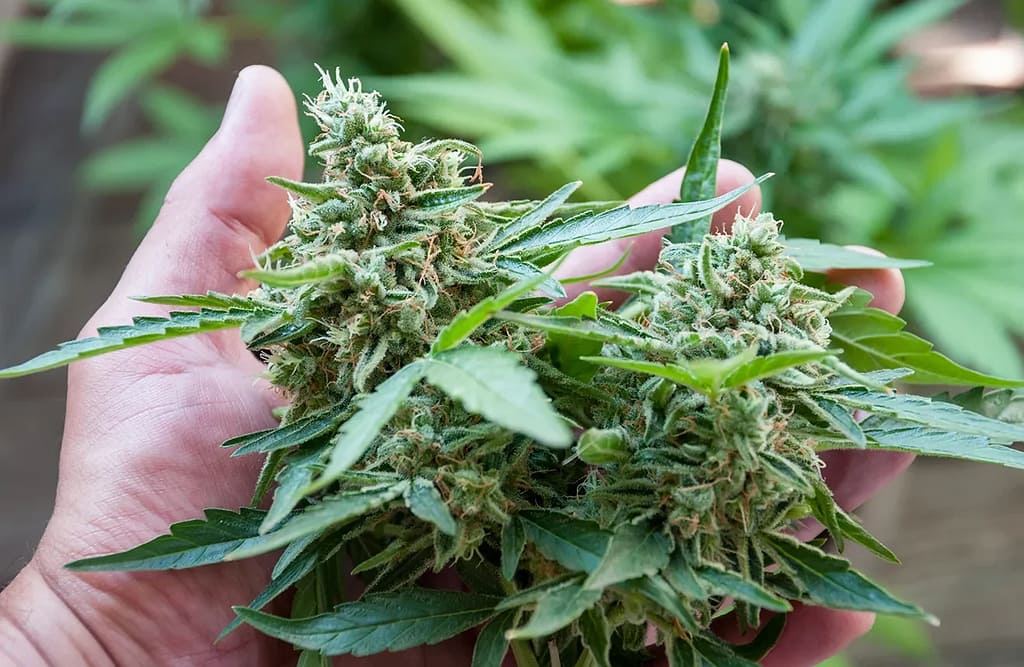 How to Harvesting Cannabis Buds