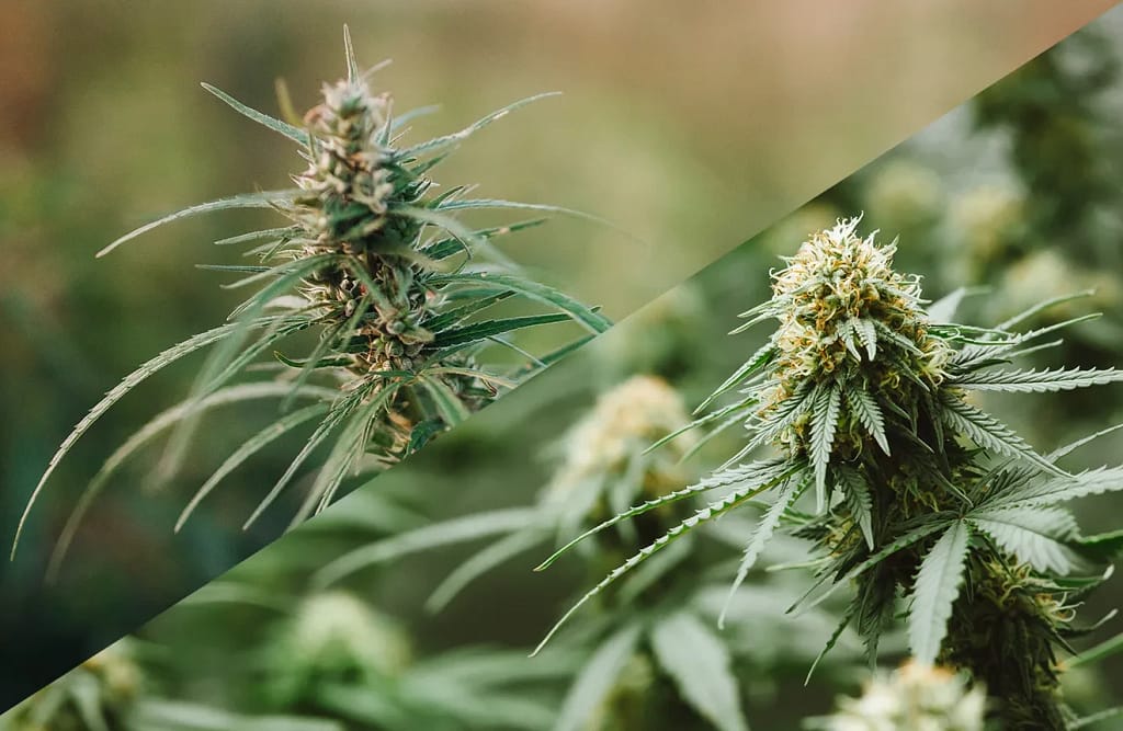 Difference between indica and sativa seeds