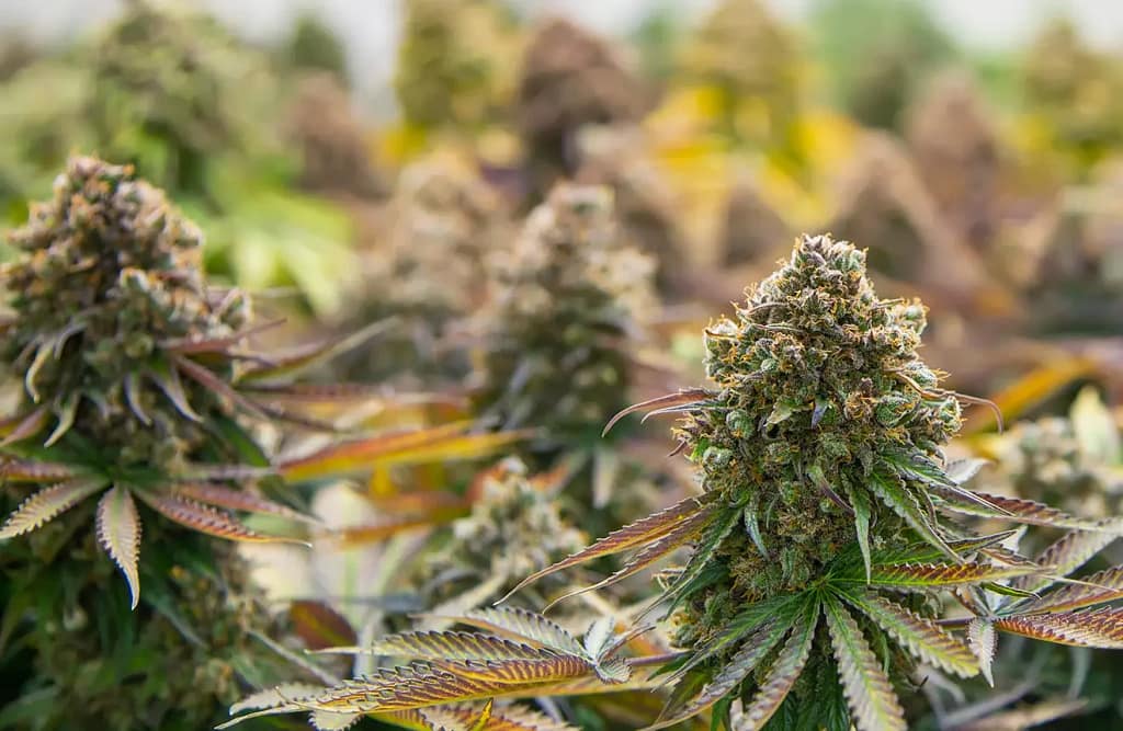 Growing Multiple Cannabis Strains together