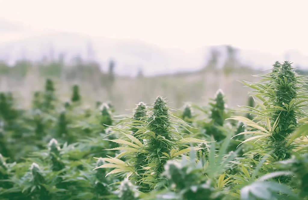Cannabis Strains to Grow in Montreal