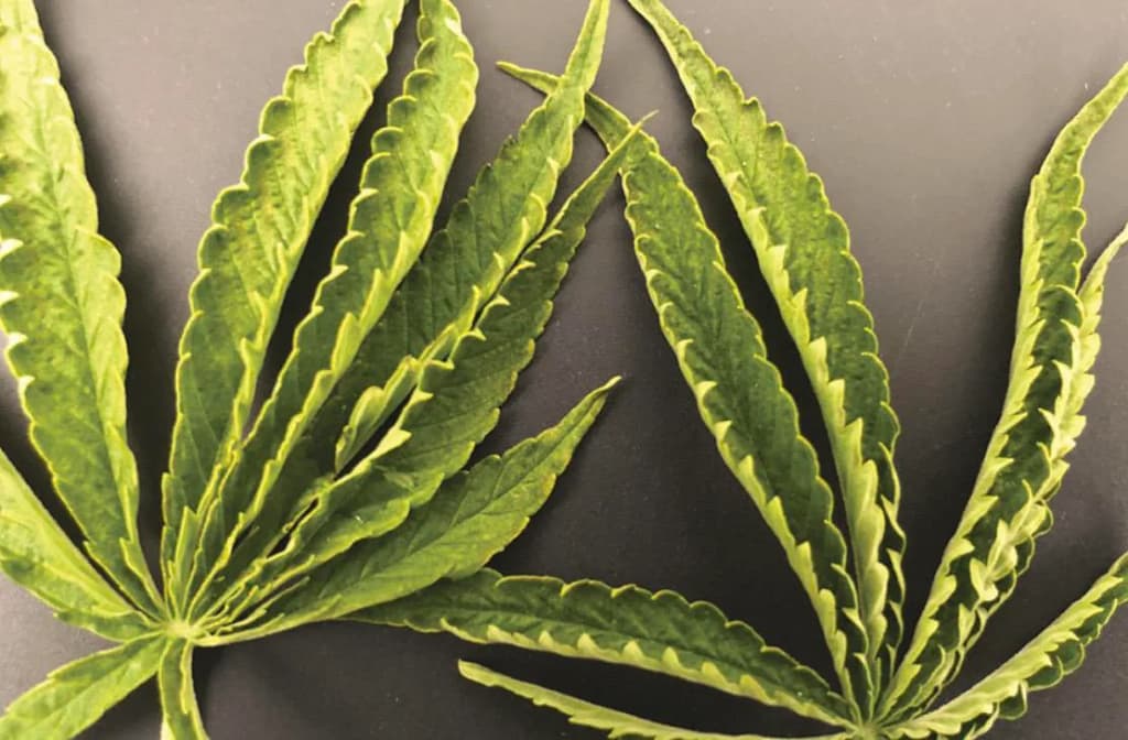 Genetic and Cannabis Leaf Curling