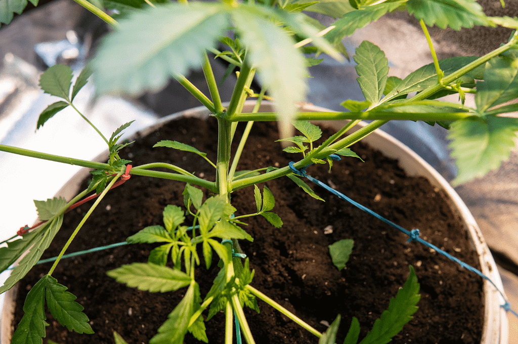 Cannabis Plant Training Techniques