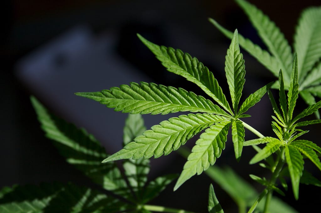 Cannabis Training Techniques