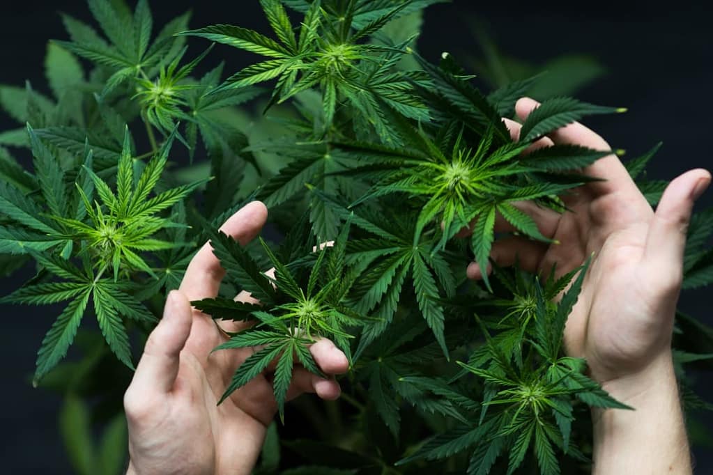 Understanding Nitrogen for Cannabis