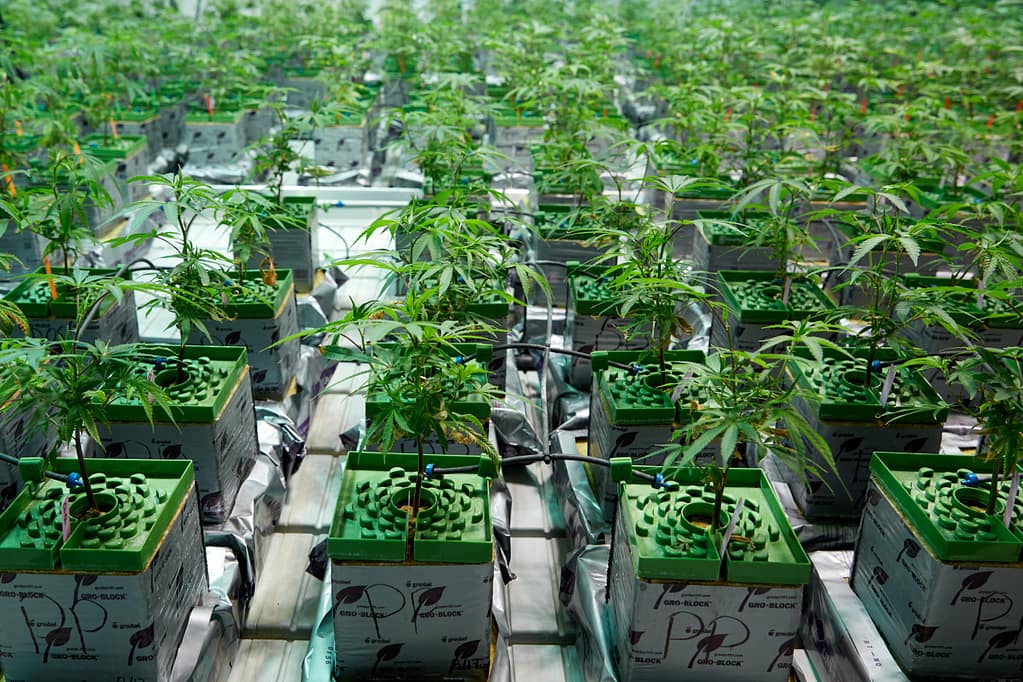 Growing Cannabis with Hydroponics