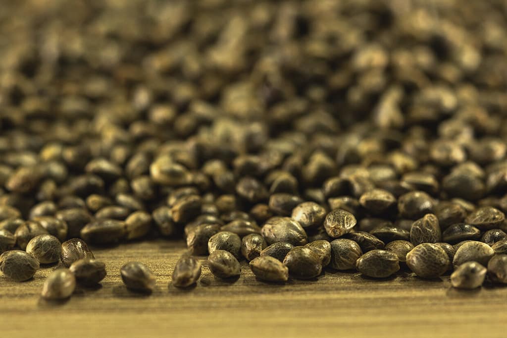 cannabis seeds appearance