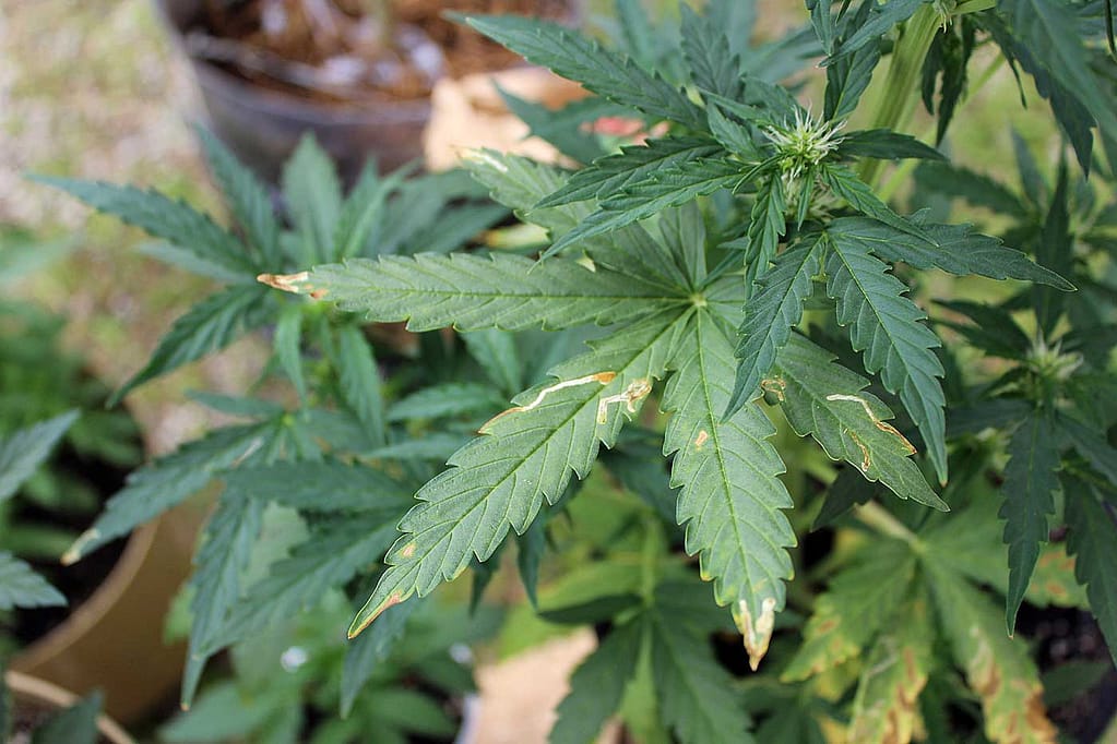 Leaf Miners on cannabis
