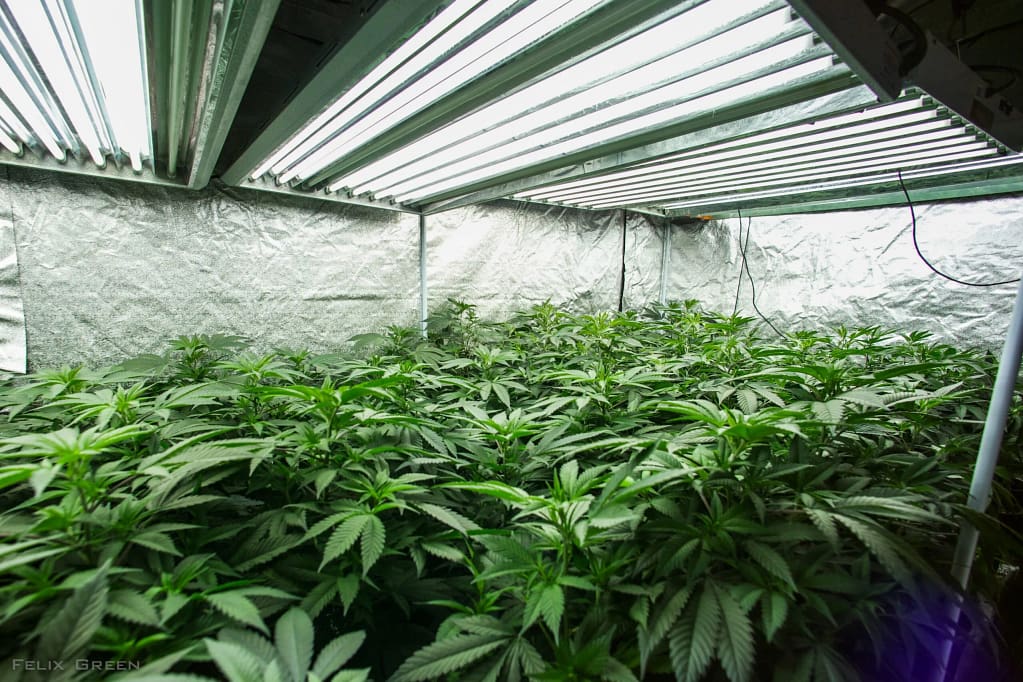 Proper lighting for cannabis