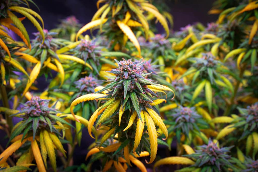 Cannabis Stages of Growth