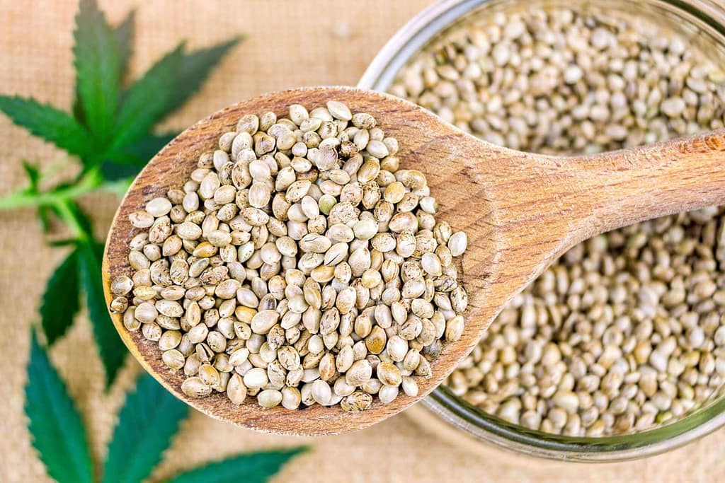 Sativa cannabis seeds