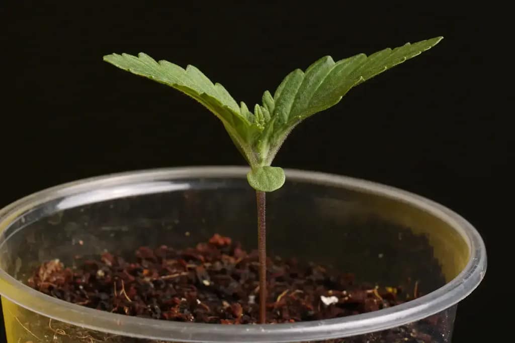 Slow Growth of Cannabis Seedlings