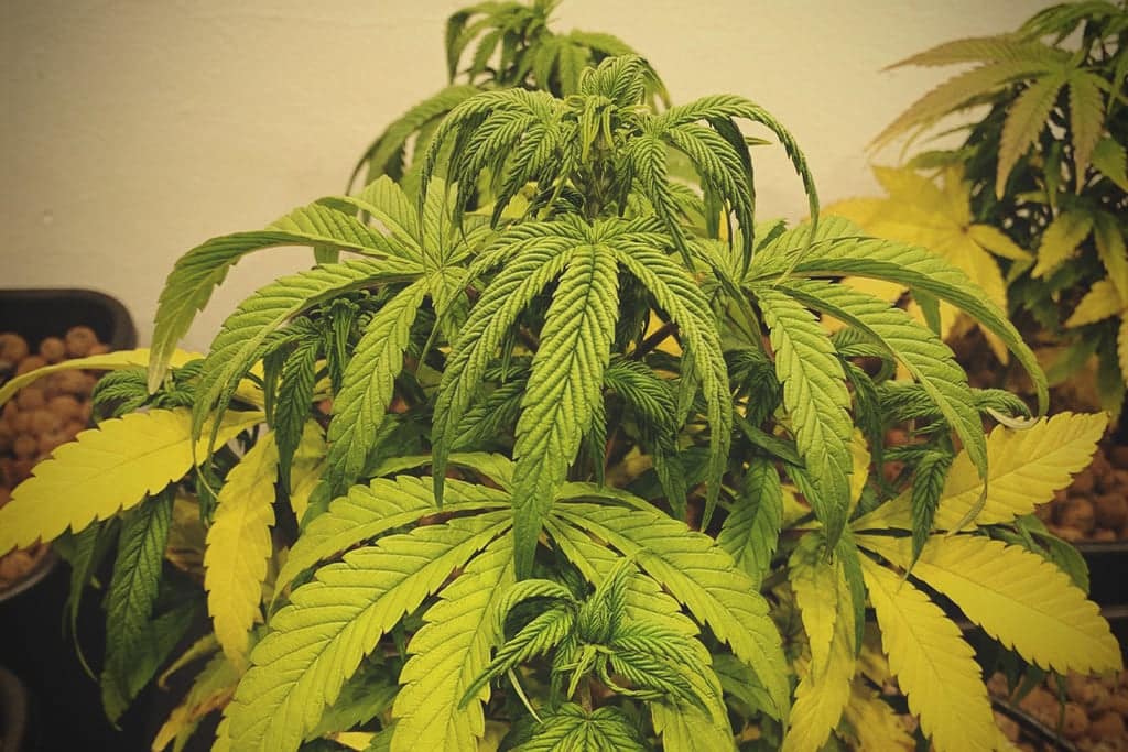 Diagnosing Cannabis Leaves Curling: