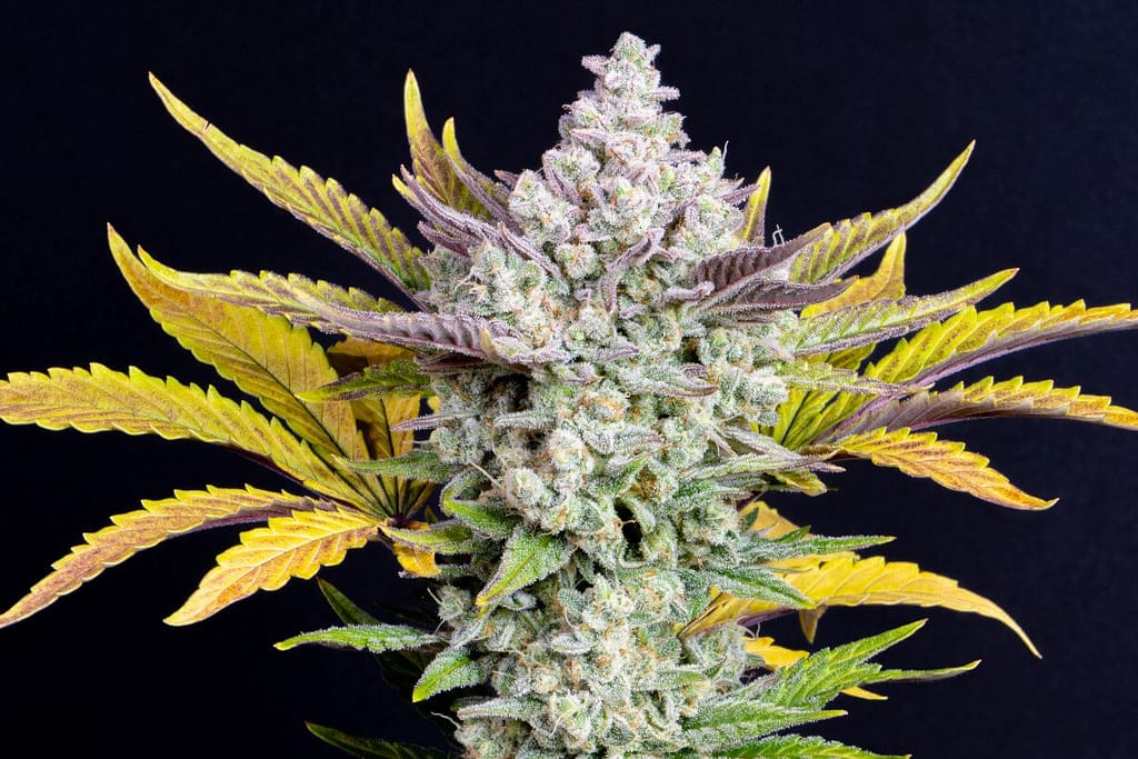 Gorilla Cake Strain Auto Cannabis Seeds