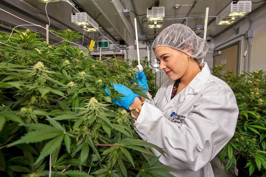 Growing Guide for Cannabis Seeds in Nova Scotia