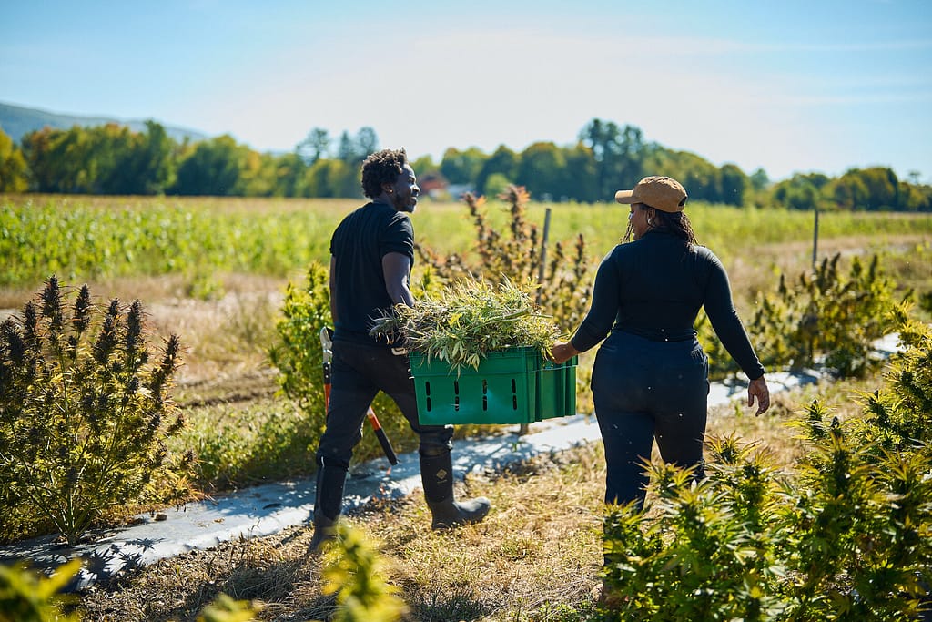 Is Growing Cannabis Legal in Quebec?