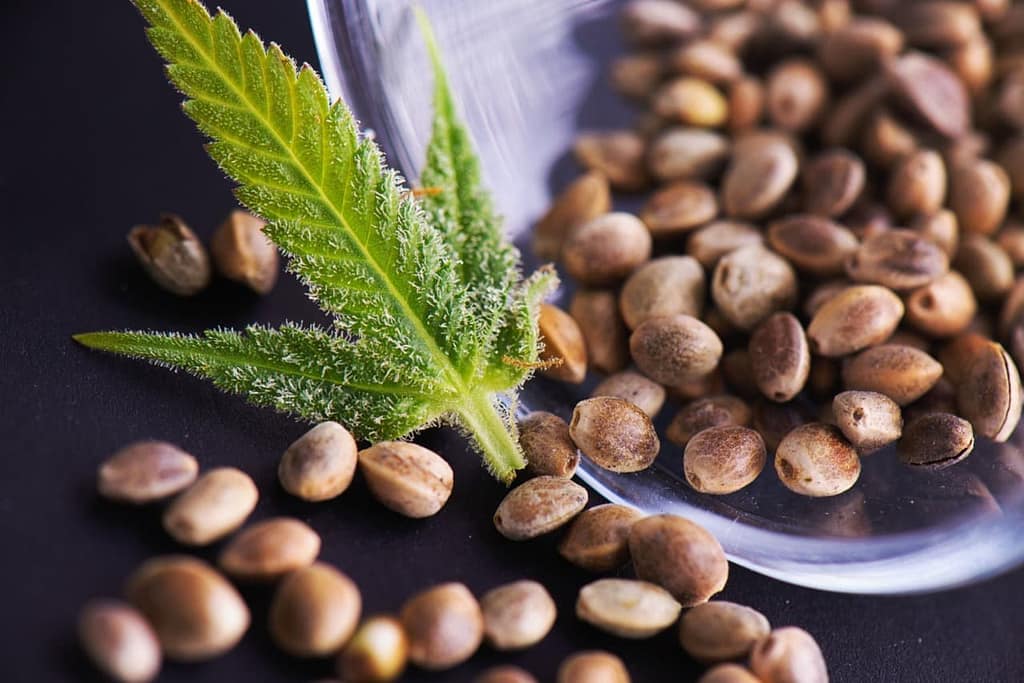 Feminized Cannabis Seeds