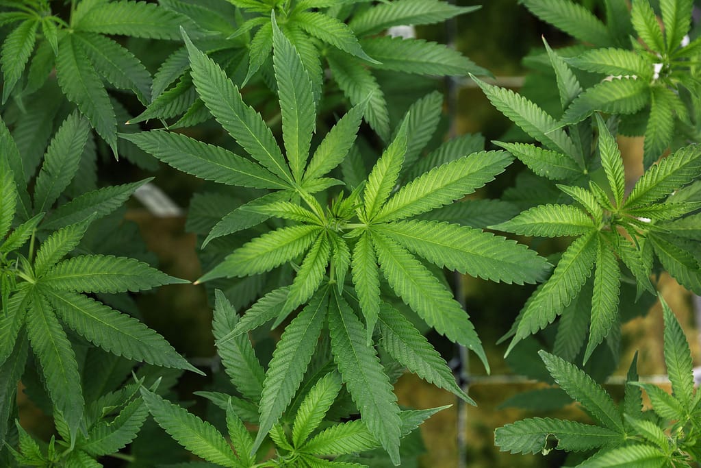 Growing Cannabis