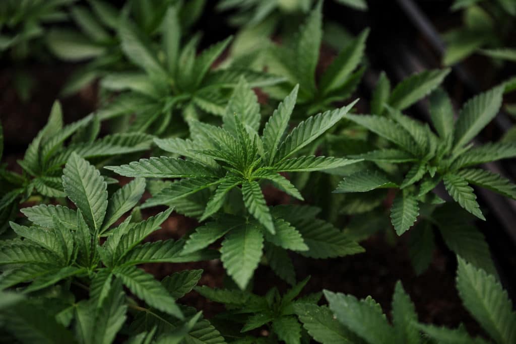 Harvest Cannabis Plant