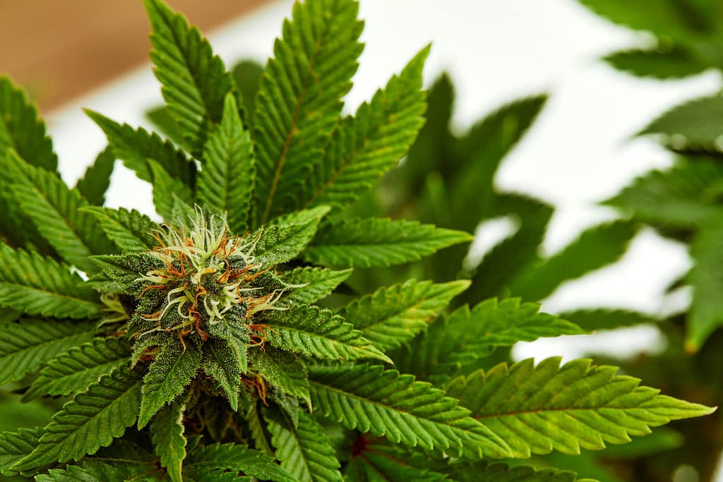 Right Cannabis Strain for Montreal