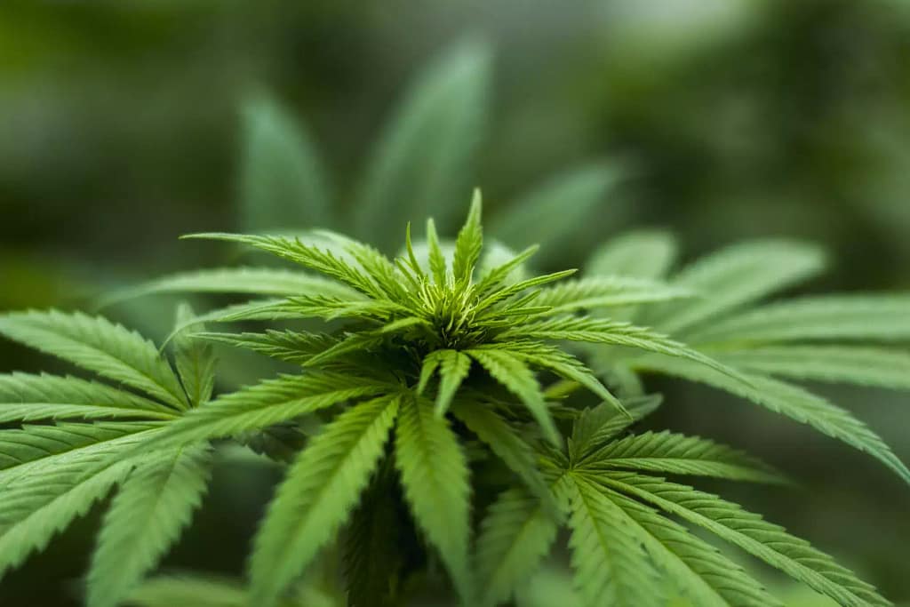 Harvest Cannabis