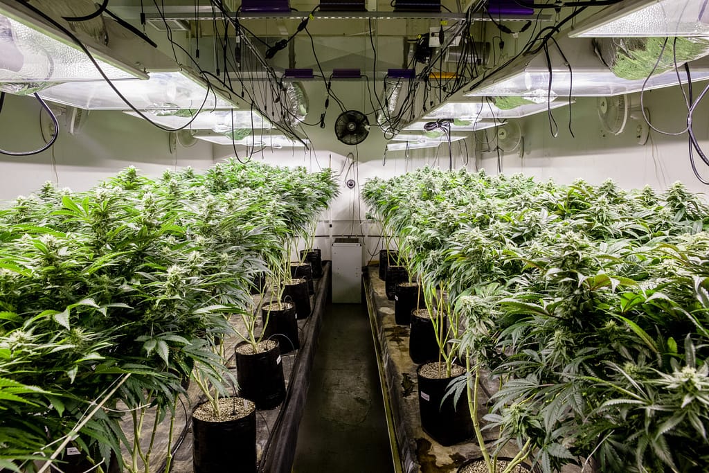Cannabis Cultivation in Montreal