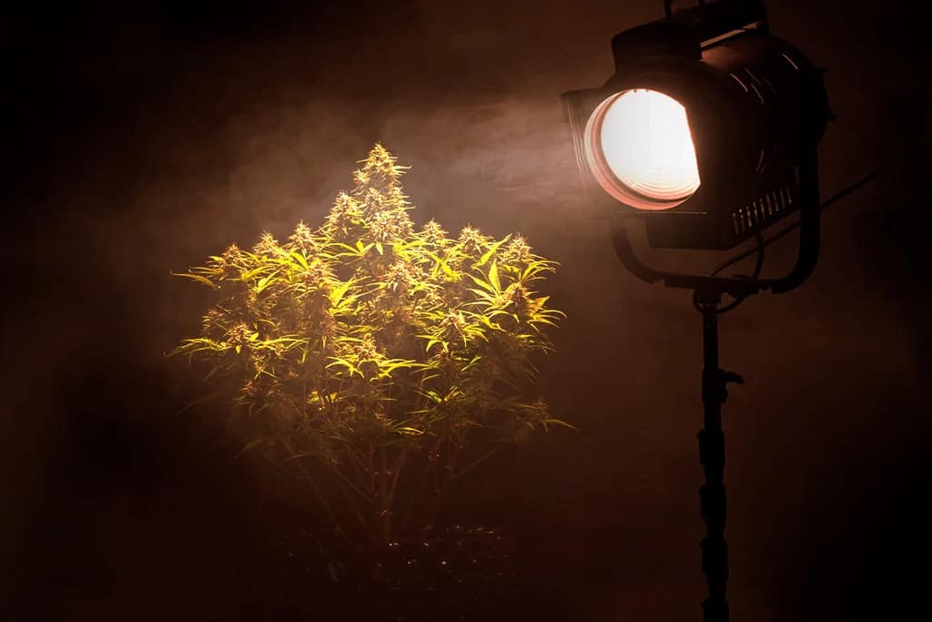 Cannabis light pollution