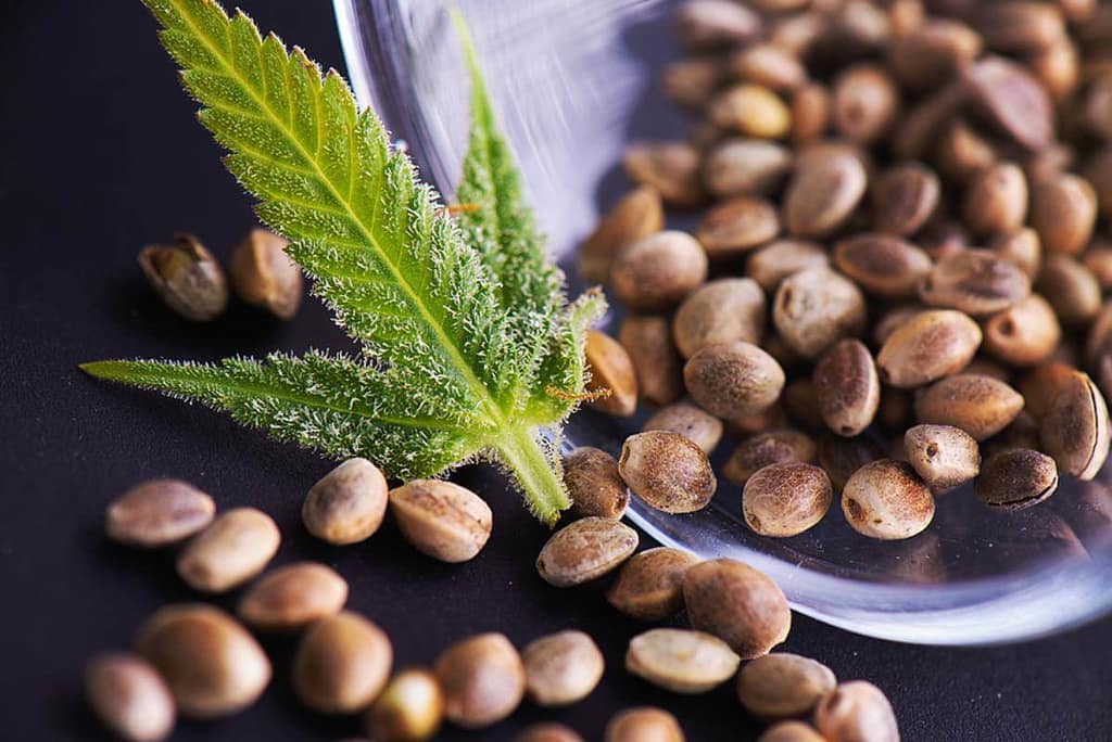 Viable Cannabis Seeds