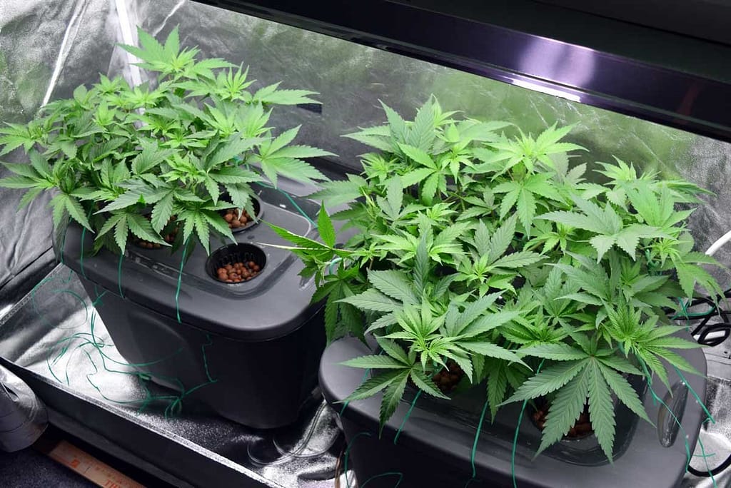Grow Cannabis by Hydroponic at home